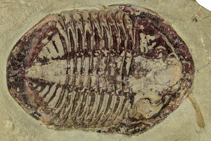 Colorful Asaphid Trilobite With Antenna - Fezouata Formation #353347